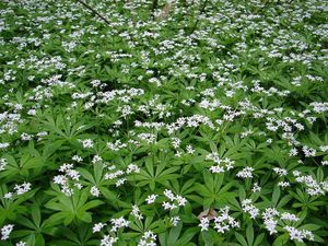 Svízel vonný  (Galium odoratum)