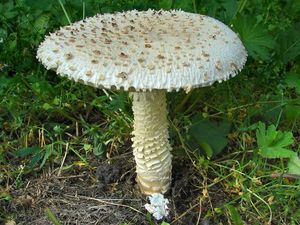 Muchomůrka Vittadiniho - Saproamanita vittadinii (Moretti) Redhead, Vizzini, Drehmel & Contu 2016