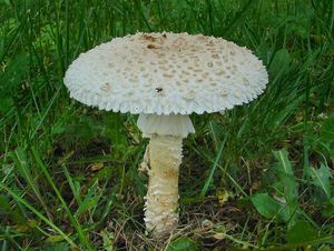 Muchomůrka Vittadiniho - Amanita vittadinii