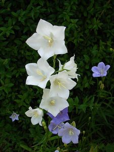 Zvonek broskvolistý (Campanula persicifolia L.)