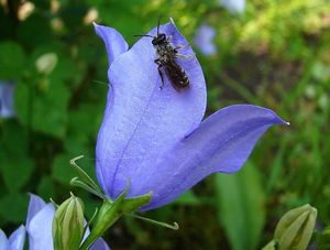 Zvonek broskvolistý (Campanula persicifolia L.)