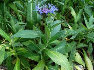 Chrpa horská (Centaurea montana)