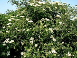 Bez černý (Sambucus nigra)