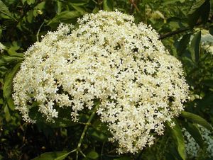 Bez černý (Sambucus nigra)