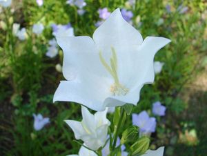 Zvonek broskvolistý (Campanula persicifolia L.)