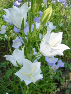 Zvonek broskvolistý (Campanula persicifolia L.)