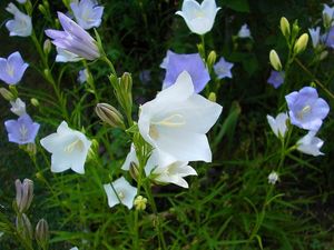 Zvonek broskvolistý (Campanula persicifolia L.)