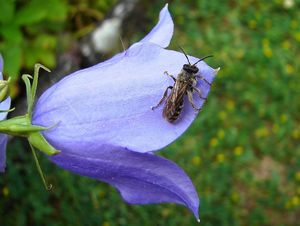 Zvonek broskvolistý (Campanula persicifolia L.)