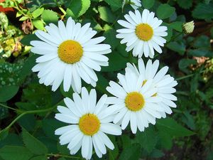 Kopretina bílá (Leucanthemum vulgare)