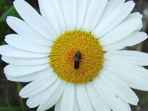 Kopretina bílá (Leucanthemum vulgare)