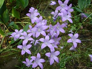 Zvonek rozkladitý (Campanula patula L.)