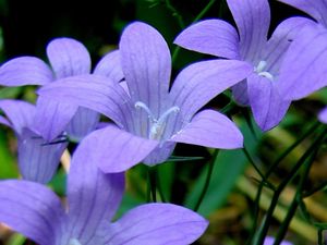 Zvonek rozkladitý (Campanula patula L.)