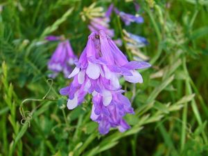 Vikev huňatá (Vicia villosa )