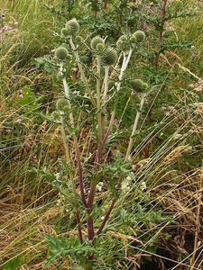 Bělotrn kulatohlavý (Echinops Sphaerocephalus)