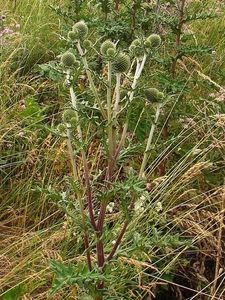 Bělotrn kulatohlavý (Echinops Sphaerocephalus)