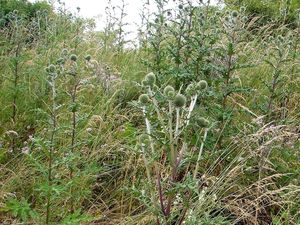 Bělotrn kulatohlavý (Echinops Sphaerocephalus)