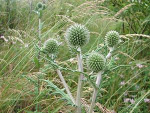 Bělotrn kulatohlavý (Echinops Sphaerocephalus)