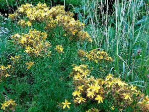 Třezalka tečkovaná (Hypericum perforatum)