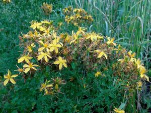 Třezalka tečkovaná (Hypericum perforatum)