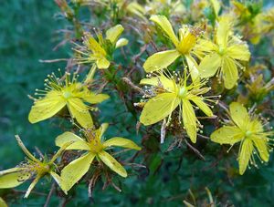 Třezalka tečkovaná (Hypericum perforatum)