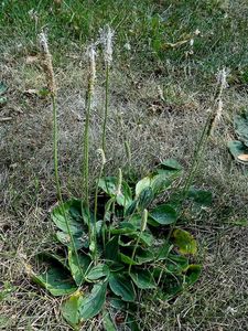 Jitrocel větší (Plantago major)