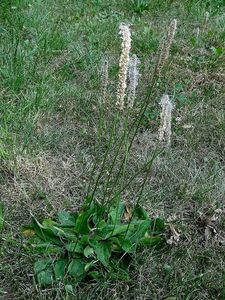 Jitrocel větší (Plantago major)