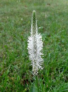 Jitrocel větší (Plantago major)