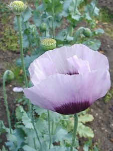 Mák setý (Papaver somniferum L.)