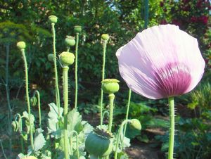 Mák setý (Papaver somniferum L.)