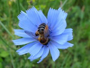 Čekanka obecná (Cichorium intybus L.)