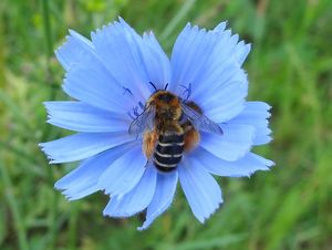 Čekanka obecná (Cichorium intybus L.)