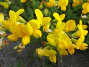 Štírovník růžkatý (Lotus corniculatus)