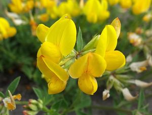 Štírovník růžkatý (Lotus corniculatus)