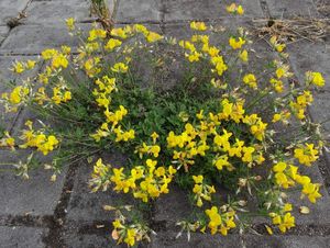 Štírovník růžkatý (Lotus corniculatus)