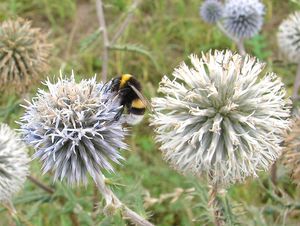 Bělotrn kulatohlavý (Echinops Sphaerocephalus)