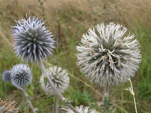 Bělotrn kulatohlavý (Echinops Sphaerocephalus)