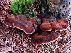 Smolokorka pryskyřičná - Ischnoderma benzoinum (Wahlenb.) P.Karst