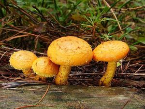 Šupinovka ohnivá - Pholiota flammans