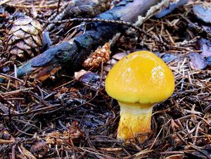 Klikni pro velký obrázek