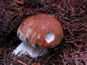 Klikni pro velký obrázek