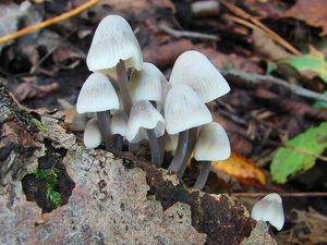 Helmovka Oortova - Mycena arcangeliana Bres. 1904