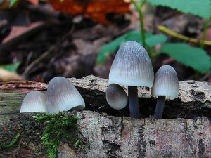 Helmovka Oortova - Mycena arcangeliana Bres. 1904