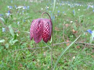 Řebčík kostkovaný (Fritillaria meleagris )