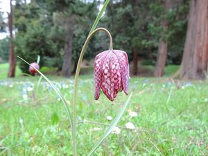 Řebčík kostkovaný (Fritillaria meleagris )