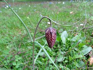 Řebčík kostkovaný (Fritillaria meleagris )