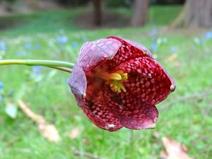 Řebčík kostkovaný (Fritillaria meleagris )