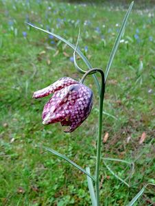 Řebčík kostkovaný (Fritillaria meleagris )