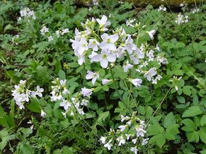 Řeřišnice luční (Cardamine pratensis)