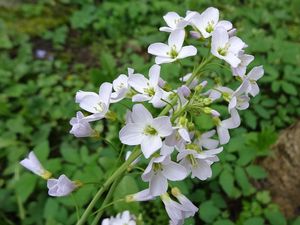 Řeřišnice luční (Cardamine pratensis)