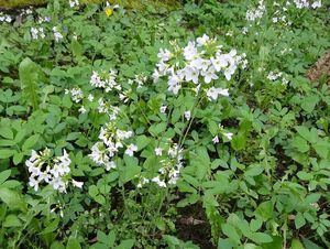 Řeřišnice luční (Cardamine pratensis)